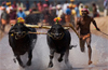 Kambala Samithi to move High Court against AWBI
